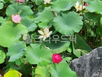 대전유림공원, 연꽃, 자연, lotus, pond, 사진,이미지,일러스트,캘리그라피 - 코알라420작가 크라우드픽 - 저작권 걱정 없는 상업용 이미지