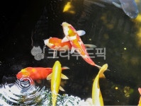 잉어, 호수, 물고기, 연못, 연못물고기, 사진,이미지,일러스트,캘리그라피 - Nalswbdid작가 크라우드픽 - 저작권 걱정 없는 상업용 이미지