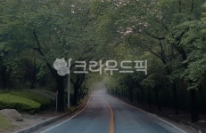 벚나무, 도로, 가로수, 안개, 길, 사진,이미지,일러스트,캘리그라피 - No.1987작가 크라우드픽 - 저작권 걱정 없는 상업용 이미지