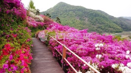 철쭉, flower, 꽃, 보도, path, 사진,이미지,일러스트,캘리그라피 - 쓰리에스작가 크라우드픽 - 저작권 걱정 없는 상업용 이미지