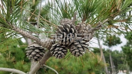 솔방울, tree, pine, 소나무, plant, 사진,이미지,일러스트,캘리그라피 - Nalaylm20작가 크라우드픽 - 저작권 걱정 없는 상업용 이미지