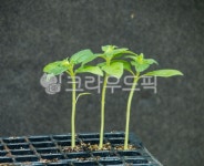 leaf, 잎, 모종, 새순, 새싹, 사진,이미지,일러스트,캘리그라피 - 태광 최작가 크라우드픽 - 저작권 걱정 없는 상업용 이미지