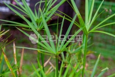 방동사니, 식물, plant, 자연, nature, 사진,이미지,일러스트,캘리그라피 - studio H작가 크라우드픽 - 저작권 걱정 없는 상업용 이미지