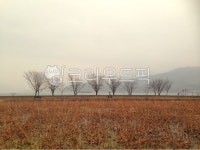 늦가을, 나무, 풍경, 두물머리, 가로수, 사진,이미지,일러스트,캘리그라피 - 세스게코작가 크라우드픽 - 저작권 걱정 없는 상업용 이미지