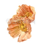 flower, 꽃, 꽃잎, 꽃봉오리, petal, 사진,이미지,일러스트,캘리그라피 - JE works작가 크라우드픽 - 저작권 걱정 없는 상업용 이미지