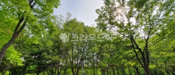 초록, 나무, 환경, 숲, 자연스러운, 사진,이미지,일러스트,캘리그라피 - aquaz작가 크라우드픽 - 저작권 걱정 없는 상업용 이미지