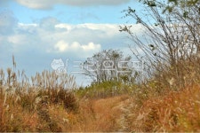 갈대, 하늘, 들녘, plant, 식물, 사진,이미지,일러스트,캘리그라피 - Ncubible작가 크라우드픽 - 저작권 걱정 없는 상업용 이미지