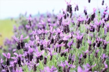 라벤더, 꽃, 식물, 보라색, 자연, 사진,이미지,일러스트,캘리그라피 - 샤론하작가 크라우드픽 - 저작권 걱정 없는 상업용 이미지