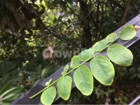 아카시아, 아카시아나무, 아카시아나뭇잎, 나뭇잎, 잎, 사진,이미지,일러스트,캘리그라피 - 꽃샘작가 크라우드픽 - 저작권 걱정 없는 상업용 이미지