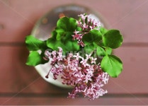 미스김라일락, 원주허브팜, 허브팜, 허브, 라일락, 사진,이미지,일러스트,캘리그라피 - candycancan작가 크라우드픽 - 저작권 걱정 없는... 