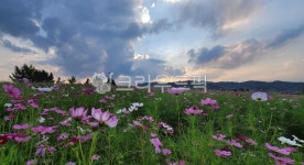 가을, 코스모스, 꽃, 하늘, 노을, 사진,이미지,일러스트,캘리그라피 - gohappy817작가 크라우드픽 - 저작권 걱정 없는 상업용 이미지