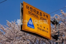 flower, 꽃, 어린이보호, 보호구역, 어린이, 사진,이미지,일러스트,캘리그라피 - studio H작가 크라우드픽 - 저작권 걱정 없는 상업용 이미지