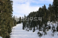 tree, 나무, 겨울, 숲, 눈, 사진,이미지,일러스트,캘리그라피 - Ntoffk89작가 크라우드픽 - 저작권 걱정 없는 상업용 이미지