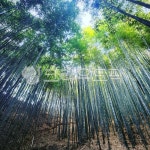 대나무대나무숲, 대나무, 죽녹윈, 숲, 빛, 사진,이미지,일러스트,캘리그라피 - 티미작가 크라우드픽 - 저작권 걱정 없는 상업용 이미지