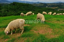 강원도, 평창, 대관령, 양떼목장, field, 사진,이미지,일러스트,캘리그라피 - 영산공작가 크라우드픽 - 저작권 걱정 없는 상업용 이미지