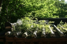 가을, 지붕, 처마, 기와, 지붕위나뭇잎, 사진,이미지,일러스트,캘리그라피 - Nhhe20작가 크라우드픽 - 저작권 걱정 없는 상업용 이미지