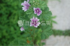 당아욱꽃, 금규, 말로우꽃, 동규자, 아욱꽃, 사진,이미지,일러스트,캘리그라피 - 이토비작가 크라우드픽 - 저작권 걱정 없는 상업용 이미지