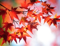 가을, 단풍, 낙엽, 레드, 붉은, 사진,이미지,일러스트,캘리그라피 - 착강작가 크라우드픽 - 저작권 걱정 없는 상업용 이미지