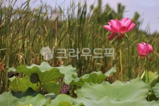 flower, 꽃, leaf, 잎, petal, 사진,이미지,일러스트,캘리그라피 - sequin79작가 크라우드픽 - 저작권 걱정 없는 상업용 이미지