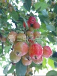 plant, 식물, fruit, 과일, food, 사진,이미지,일러스트,캘리그라피 - 감꽃향기작가 크라우드픽 - 저작권 걱정 없는 상업용 이미지