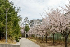 고대, 고려대, 고려대학교, 서울, 안암동, 사진,이미지,일러스트,캘리그라피 - imlover작가 크라우드픽 - 저작권 걱정 없는 상업용 이미지