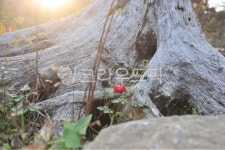 뿌리, 역사의산물, 홍일점, 늙은뿌리, 깊은뿌리, 사진,이미지,일러스트,캘리그라피 - najabara76작가 크라우드픽 - 저작권 걱정 없는 상업용... 