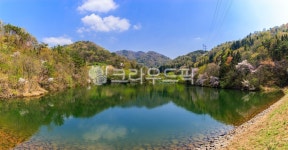 봄, 세량제, 세량지, 저수지, 벚꽃, 사진,이미지,일러스트,캘리그라피 - cstrike작가 크라우드픽 - 저작권 걱정 없는 상업용 이미지