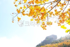 단풍, 가을, maple, autumn, 낙엽, 사진,이미지,일러스트,캘리그라피 - 고운경작가 크라우드픽 - 저작권 걱정 없는 상업용 이미지