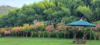 배롱나무, 여름, 그림자, 나무, 그늘, 사진,이미지,일러스트,캘리그라피 - myself825작가 크라우드픽 - 저작권 걱정 없는 상업용 이미지