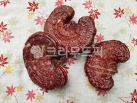 영지버섯, 영지, 버섯, muchroom, 차재료, 사진,이미지,일러스트,캘리그라피 - wideart작가 크라우드픽 - 저작권 걱정 없는 상업용 이미지