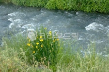 봄, 5월, 강, 강변, 창포, 사진,이미지,일러스트,캘리그라피 - irum작가 크라우드픽 - 저작권 걱정 없는 상업용 이미지