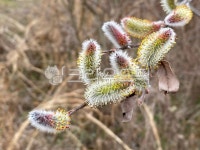 plant, 식물, flower, 꽃, 버들강아지, 사진,이미지,일러스트,캘리그라피 - Lpg돌풍작가 크라우드픽 - 저작권 걱정 없는 상업용 이미지