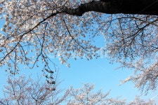 plant, flower, cherryblossom, blossom, 꽃, 사진,이미지,일러스트,캘리그라피 - iceㅡtalk작가 크라우드픽 - 저작권 걱정 없는 상업용... 