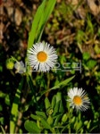 자연, 봄, 식물, 들꽃, 야생화, 사진,이미지,일러스트,캘리그라피 - Y Green작가 크라우드픽 - 저작권 걱정 없는 상업용 이미지