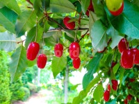 보리수, 쌍떡잎식물, 쐐기목, 뽕나무과, 상록교목, 사진,이미지,일러스트,캘리그라피 - Nkhd0192작가 크라우드픽 - 저작권 걱정 없는 상업용... 