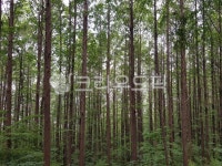 식물, 나무, outdoors, 숲, forest, 사진,이미지,일러스트,캘리그라피 - 아싸봉봉작가 크라우드픽 - 저작권 걱정 없는 상업용 이미지