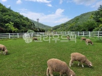 양, 양떼목장, 동물, 자연, 목초지, 사진,이미지,일러스트,캘리그라피 - 5tion0329작가 크라우드픽 - 저작권 걱정 없는 상업용 이미지