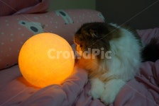 고양이, 달, 신비로움, 자연, 귀여움, 사진,이미지,일러스트,캘리그라피 - 밤뜨락작가 크라우드픽 - 저작권 걱정 없는 상업용 이미지