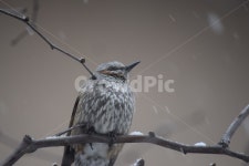 새, 동물, 겨울, 눈, 조류, 사진,이미지,일러스트,캘리그라피 - Nbin76작가 크라우드픽 - 저작권 걱정 없는 상업용 이미지