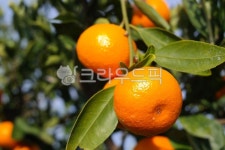 귤, 감귤, 오렌지, 감귤류, 수확, 사진,이미지,일러스트,캘리그라피 - 횽횽작가 크라우드픽 - 저작권 걱정 없는 상업용 이미지