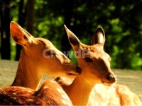 동물, 사슴, animal, deer, 목장, 사진,이미지,일러스트,캘리그라피 - 신도봉산작가 크라우드픽 - 저작권 걱정 없는 상업용 이미지