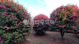 동백, 꽃, 나무, camellia, tree, 사진,이미지,일러스트,캘리그라피 - Njkm8615작가 크라우드픽 - 저작권 걱정 없는 상업용 이미지