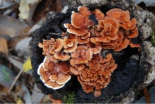 회문산, 자연, 공원, 휴양림, 나무, 사진,이미지,일러스트,캘리그라피 - 김창래작가 크라우드픽 - 저작권 걱정 없는 상업용 이미지