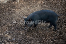 복돼지, 흙돼지, 흑돼지, 제주흑돼지, 대박, 사진,이미지,일러스트,캘리그라피 - Photo Joo작가 크라우드픽 - 저작권 걱정 없는 상업용 이미지