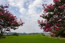 배롱나무, banyantree, 정원, garden, 구름, 사진,이미지,일러스트,캘리그라피 - ldh7963작가 크라우드픽 - 저작권 걱정 없는 상업용 이미지