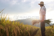 농부, 가을, 벼, 이삭, 논, 사진,이미지,일러스트,캘리그라피 - artin작가 크라우드픽 - 저작권 걱정 없는 상업용 이미지