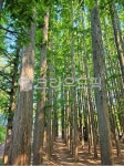 나무, tree, 작은숲, 자연, 초목, 사진,이미지,일러스트,캘리그라피 - 깅구르작가 크라우드픽 - 저작권 걱정 없는 상업용 이미지