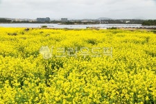 유채, 유채밭, 바다, 제주, 성산유채꽃밭, 사진,이미지,일러스트,캘리그라피 - 장구작가 크라우드픽 - 저작권 걱정 없는 상업용 이미지