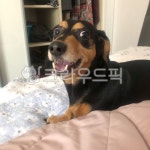 닥스훈트, 웃는강아지, dachshoud, 멍멍이, 강아지, 사진,이미지,일러스트,캘리그라피 - Rachel Kang작가 크라우드픽 - 저작권 걱정 없는... 