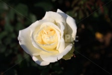 장미축제, 장미, 꽃, 오월, rose, 사진,이미지,일러스트,캘리그라피 - 숲처럼작가 크라우드픽 - 저작권 걱정 없는 상업용 이미지